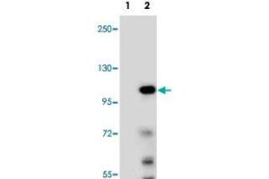 Western blot analysis of TCEB3 (arrow) using TCEB3 polyclonal antibody . (TCEB3 抗体  (N-Term))