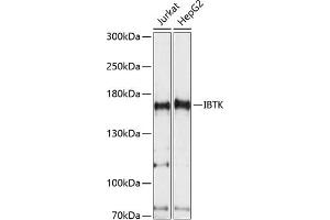Western blot analysis of extracts of various cell lines, using IBTK antibody (ABIN7267871) at 1:1000 dilution. (IBTK 抗体  (AA 900-1200))