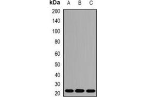 Western blot analysis of AES expression in A549 (A), Hela (B), mouse liver (C) whole cell lysates. (AES 抗体)