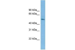WB Suggested Anti-BRUNOL5 Antibody Titration: 0. (CELF5 抗体  (Middle Region))