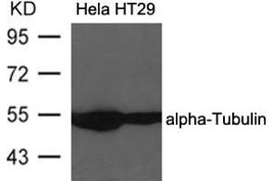 Western blot analysis of extracts from Hela and HT29 cells using alpha-Tubulin Antibody . (TUBA1B 抗体  (AA 437-441))