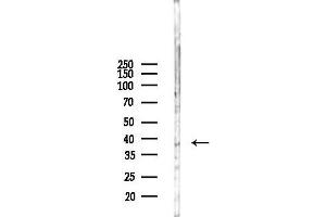 Western blot analysis of lysates from Mouse liver, using Lumican Antibody at 1/1000 dilution.