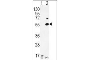 Western blot analysis of PRMT2 (arrow) using rabbit polyclonal PRMT2 Antibody (A37) (ABIN387836 and ABIN2843929). (PRMT2 抗体  (N-Term))