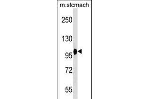 COPB2 Antibody (C-term) (ABIN1537612 and ABIN2850323) western blot analysis in mouse stomach tissue lysates (35 μg/lane). (COPB2 抗体  (C-Term))