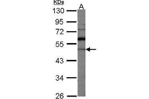 WB Image Sample (30 ug of whole cell lysate) A:NIH-3T3 10% SDS PAGE antibody diluted at 1:1000 (GDI1 抗体)