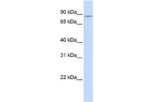 Western Blotting (WB) image for anti-Solute Carrier Family 26, Member 3 (SLC26A3) (Middle Region) antibody (ABIN2777377)