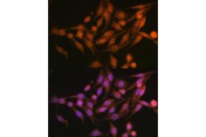Immunofluorescence (IF) image for anti-Proteasome (Prosome, Macropain) 26S Subunit, Non-ATPase, 13 (PSMD13) (AA 1-250) antibody (ABIN6146337)