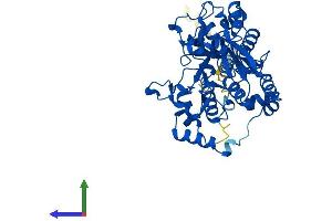 Protein Structure (PS) image for Glucosaminyl (N-Acetyl) Transferase 1, Core 2 (GCNT1) (AA 1-428) protein (His tag) (ABIN7547905)