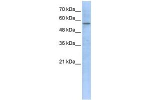 HMGCS1 antibody used at 1 ug/ml to detect target protein. (HMGCS1 抗体)