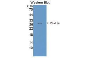 Western blot analysis of recombinant Human NRG1. (Neuregulin 1 抗体  (AA 20-242))