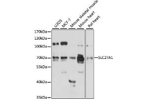 Western blot analysis of extracts of various cell lines, using SLC27 antibody (2847) at 1:3000 dilution. (SLC27A1 抗体  (AA 347-646))