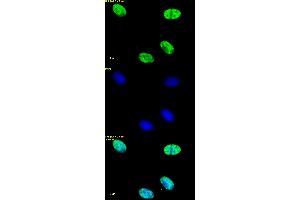 Histone H4ac (pan-acetyl) antibody (pAb) tested by immunofluorescence. (Histone H4ac 抗体  (N-Term))