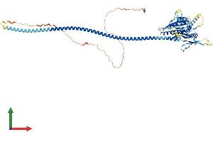 Protein Structure (PS) image for Kinesin Family Member C1 (KIFC1) (AA 1-674) protein (His tag) (ABIN7561735)