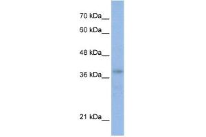 WB Suggested Anti-POU4F2 Antibody Titration:  0. (POU4F2 抗体  (N-Term))