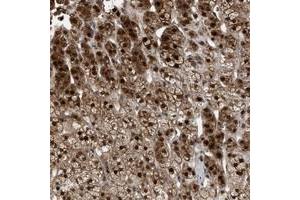 Immunohistochemical staining of human adrenal gland with MAK10 polyclonal antibody  shows distinct nuclear and cytoplasmic positivity in cortical cells.