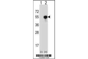 Western blot analysis of NCK1 using rabbit polyclonal NCK1 Antibody using 293 cell lysates (2 ug/lane) either nontransfected (Lane 1) or transiently transfected (Lane 2) with the NCK1 gene. (NCK1 抗体  (N-Term))