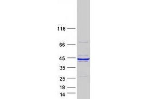 Western Blotting (WB) image for Reticulocalbin 1, EF-Hand Calcium Binding Domain (RCN1) protein (Myc-DYKDDDDK Tag) (ABIN2730743)