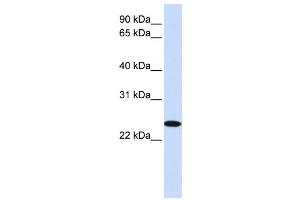 anti-Zinc Finger, DHHC-Type Containing 19 (ZDHHC19) antibody