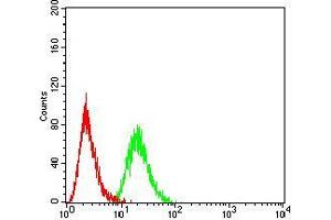 Flow cytometric analysis of Hela cells using HOXA9 mouse mAb (green) and negative control (red). (HOXA9 抗体  (AA 1-272))