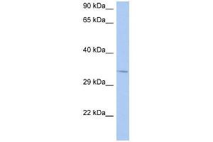 NAPB antibody (70R-10558) used at 0.