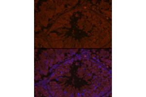 Immunofluorescence analysis of mouse testis using  Rabbit pAb (ABIN1678616, ABIN3017747, ABIN3017748 and ABIN6220230) at dilution of 1:50 (40x lens). (AIM2 抗体  (AA 1-260))