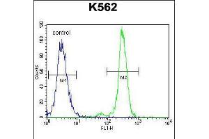 Flow cytometric analysis of K562 cells (right histogram) compared to a negative control cell (left histogram). (CPA3 抗体  (AA 255-284))