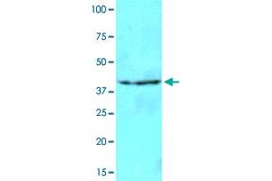 Cell lysates of NIH/3T3 (40 ug) were resolved by SDS-PAGE, transferred to NC membrane and probed with NAT6 monoclonal antibody, clone AT2F4  (1 : 500). (NAT6 抗体  (AA 1-308))