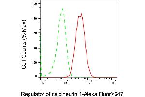 Flow cytometric analysis of Regulator of calcineurin 1 expression in C2C12 cells using Regulator of calcineurin 1 antibody (ABIN7800162), 1:2,000). (Recombinant RCAN1 抗体)