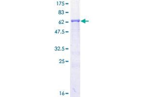 PRKACA Protein (AA 1-351) (GST tag)