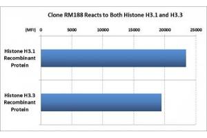 This recombinant Histone H3 antibody reacts to both Histone H3. (Recombinant Histone 3 抗体  (C-Term, pan))