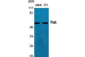 Western Blotting (WB) image for anti-Fyn-Related Kinase (FRK) (Internal Region) antibody (ABIN3186683) (FRK 抗体  (Internal Region))