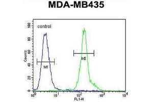 CLEC10A Antibody (N-term) flow cytometric analysis of MDA-MB435 cells (right histogram) compared to a negative control cell (left histogram). (CLEC10A 抗体  (N-Term))