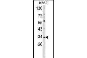 Western blot analysis of SFRP5 Antibody in K562 cell line lysates (35ug/lane) (SFRP5 抗体  (AA 219-248))