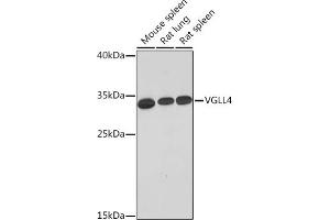 Western blot analysis of extracts of various cell lines, using VGLL4 Rabbit pAb (ABIN7271319) at 1:1000 dilution.