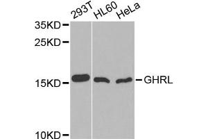 Western blot analysis of extracts of various cell lines, using GHRL antibody (ABIN1872813) at 1:1000 dilution. (Ghrelin 抗体)