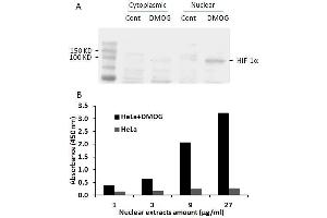 Transcription factor activity assay of HIF-1α from nuclear extracts of HeLa cells or HeLa cells treated with DMOG (1mM) for 4 hr. (HIF1A ELISA 试剂盒)
