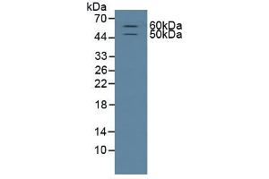 Figure. (CD15 抗体  (AA 264-497))