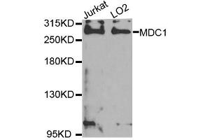 Western blot analysis of extracts of Jurkat and LO2 cell lines, using MDC1 antibody. (MDC1 抗体)