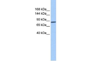 WB Suggested Anti-AP2B1 Antibody Titration: 0. (AP2B1 抗体  (Middle Region))