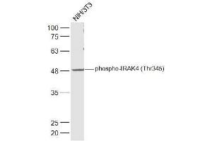 NIH/3T3 lysates probed with IRAK4 (Thr345) Polyclonal Antibody, Unconjugated  at 1:500 dilution and 4˚C overnight incubation. (IRAK4 抗体  (pThr345))
