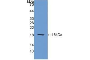 Detection of Recombinant AIF1, Rat using Polyclonal Antibody to Ionized Calcium-binding Adapter Molecule 1 (IBA1) (Iba1 抗体  (AA 1-147))