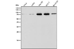 All lanes use the Antibody at 1:1W dilution for 1 hour at room temperature.