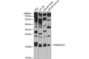 Western blot analysis of extracts of various cell lines, using TNFRSF13C antibody  at 1:3000 dilution.