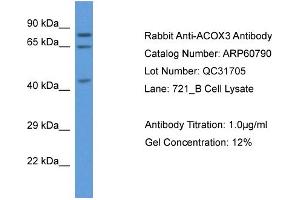 Western Blotting (WB) image for anti-Acyl-CoA Oxidase 3, Pristanoyl (ACOX3) (C-Term) antibody (ABIN2788581) (ACOX3 抗体  (C-Term))