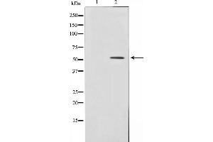 Western blot analysis of BMP3 expression in HeLa cells,The lane on the left is treated with the antigen-specific peptide. (BMP3 抗体  (Internal Region))