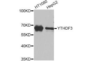 Western blot analysis of extracts of various cell lines, using YTHDF3 Antibody (ABIN5974579) at 1/1000 dilution. (YTHDF3 抗体)
