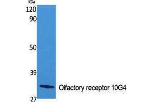 Western Blot (WB) analysis of specific cells using Olfactory receptor 10G4 Polyclonal Antibody. (OR10G4 抗体  (C-Term))