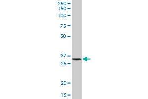 GSTK1 MaxPab polyclonal antibody. (GSTK1 抗体  (AA 1-226))