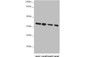 Western blot All lanes: PPP1R8 antibody at 4. (PPP1R8 抗体  (AA 1-209))