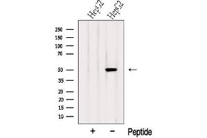 Western blot analysis of extracts from HepG2 cells, using SLC9A3R1 Antibody. (SLC9A3R1 抗体  (Internal Region))